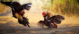 Trực tiếp đá gà Thomo