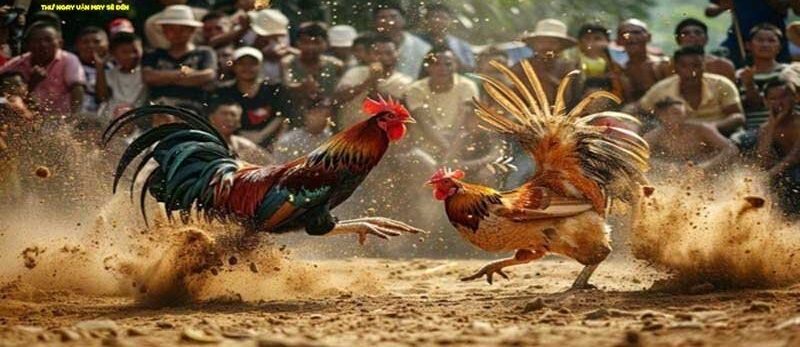 Thomo bên Cam đang được các kê thủ đặc biệt quan tâm